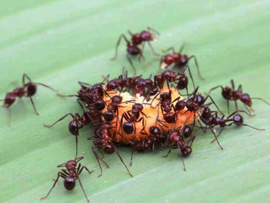 mrówki w domu zwalczanie, jak pozbyć się mrówek z domu